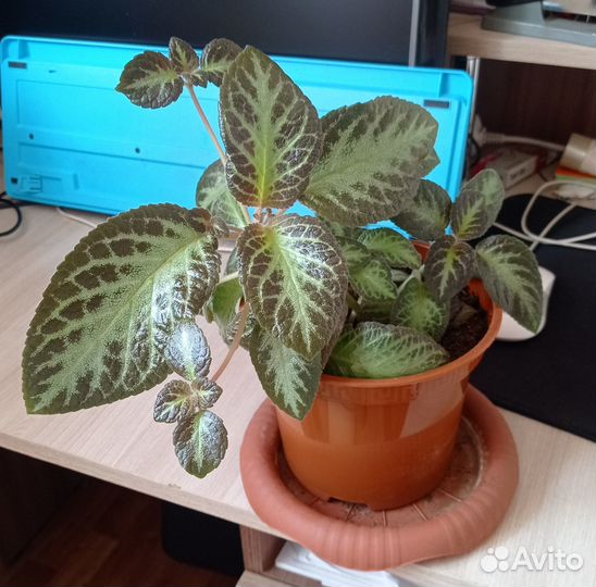 Продам цветы комнатные