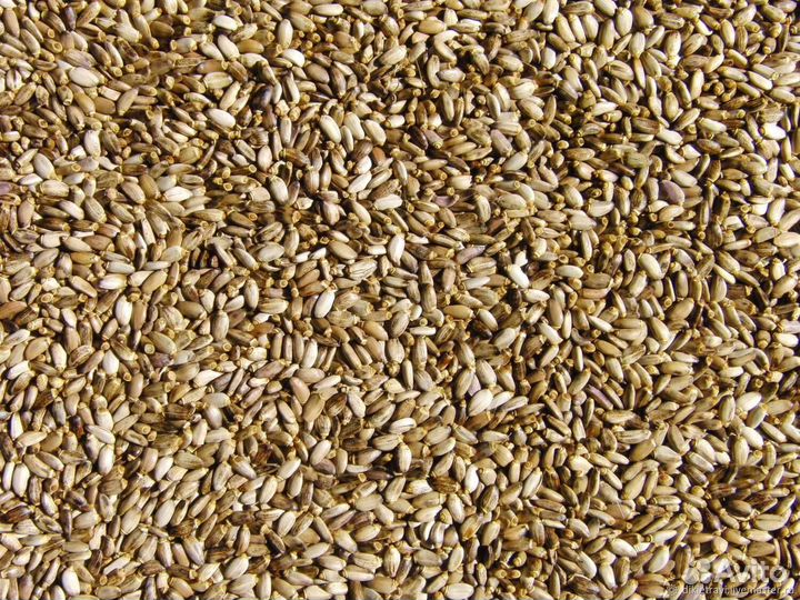 Семена расторопши пятнистой сорта Амулет