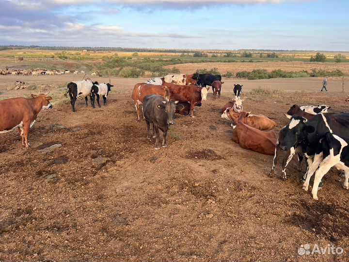 Коровы и телки
