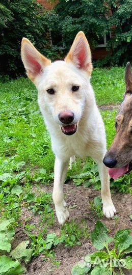 Спасите собачку из приюта