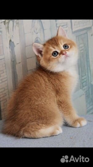 Котята золотая шиншилла ny12
