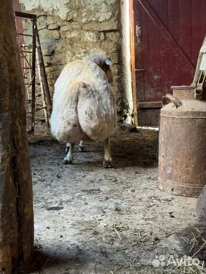 Продаеться курдючный баран