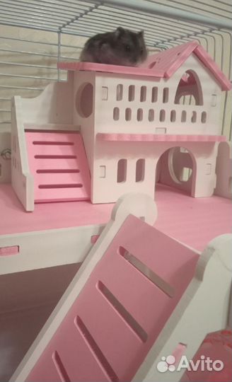 Хомячки с клетками(корм, наполнитель)