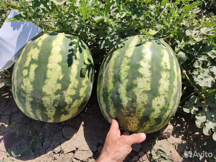 Арбузы и дыни