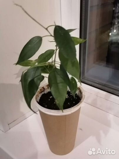 Фикус Бенджамина Даниэль