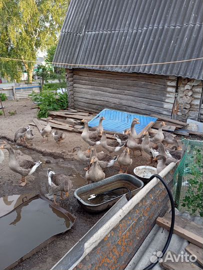 Гуси