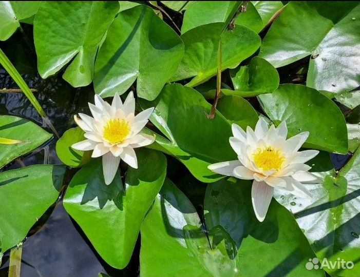 Нимфеи для пруда
