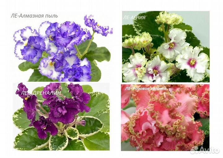 Детки сортовых фиалок