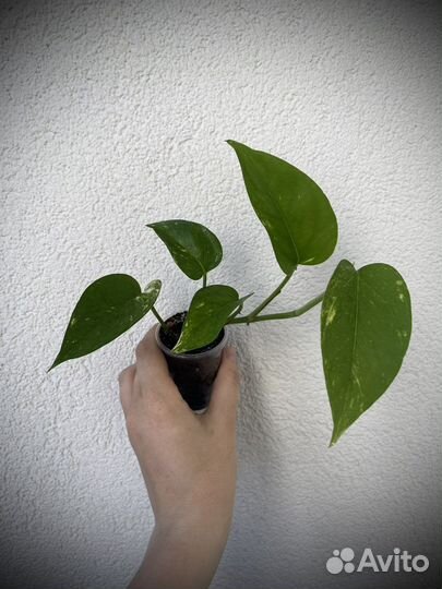 Сциндапсус эпипремнум