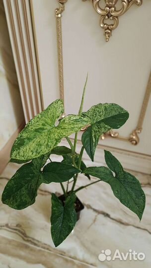 Сингониум Моттлед