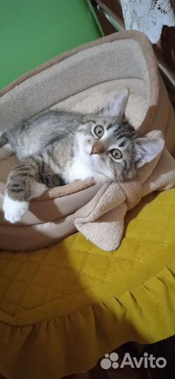 Кошка