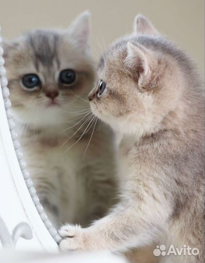 Британская шиншилла (девочка)