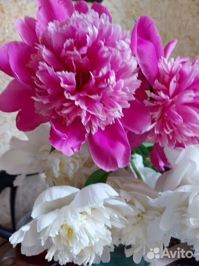 Пионы сортовые саженцы