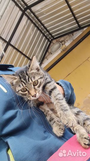 Котенок кот в добрые руки
