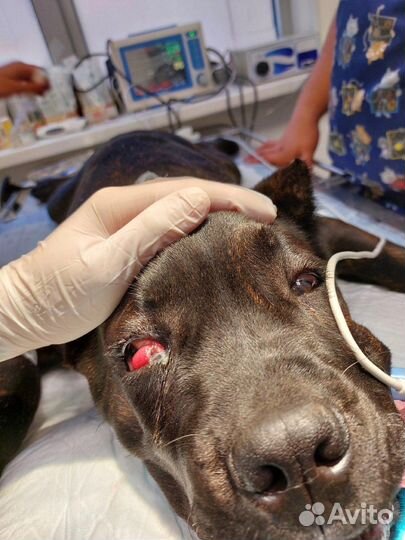 Круглосуточная экстренная ветеринарная помощь