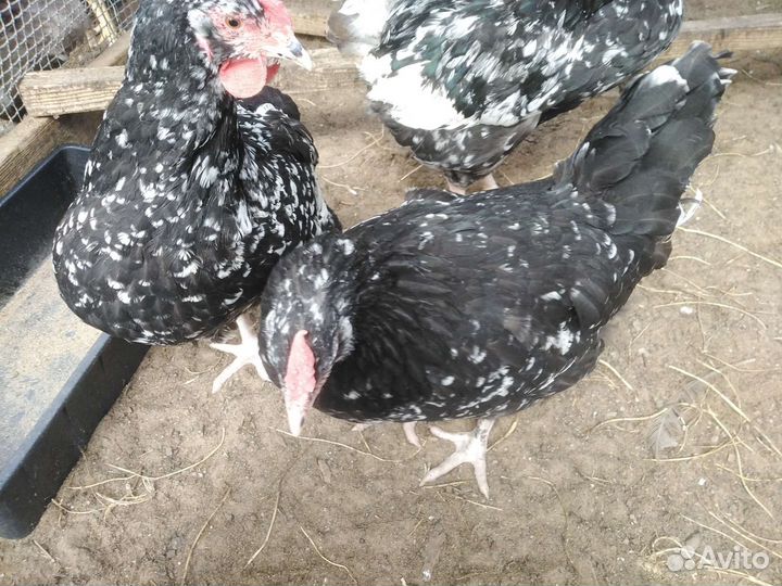 Инкубационное яйцо, цыплята породных кур