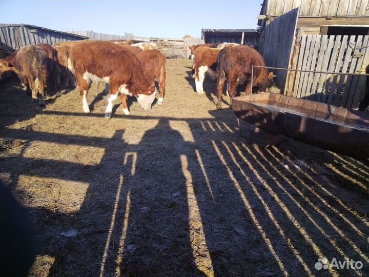 Продам Бычков не кастратов