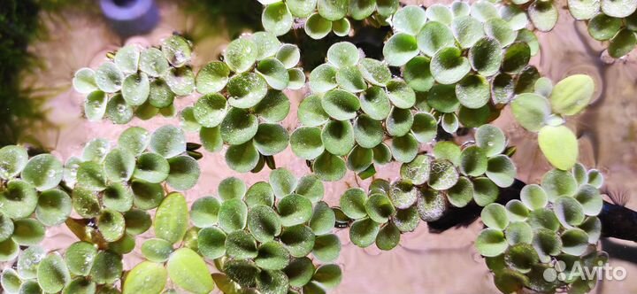 Сальвиния/Анубиас для аквариума