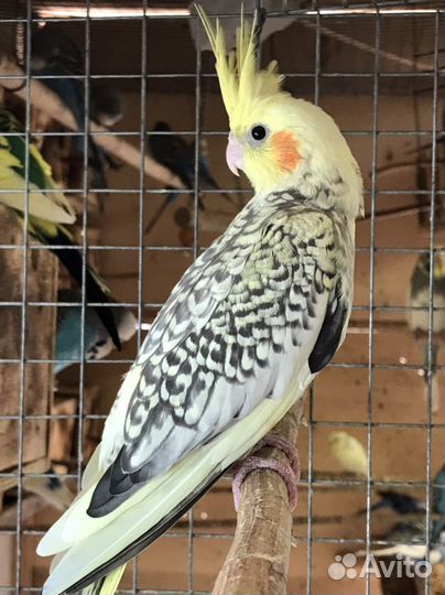 Попугай корелла