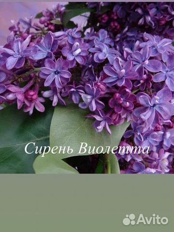 Сирень саженцы