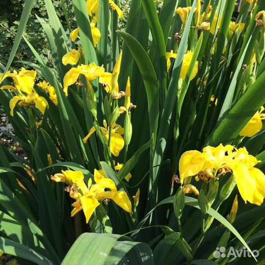 Крупный сортовой ирис