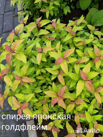 Малоуходные саженцы для сада