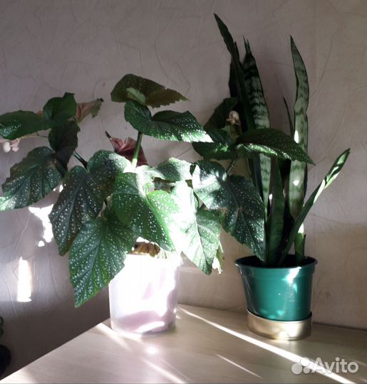 Бегония и сансевьера