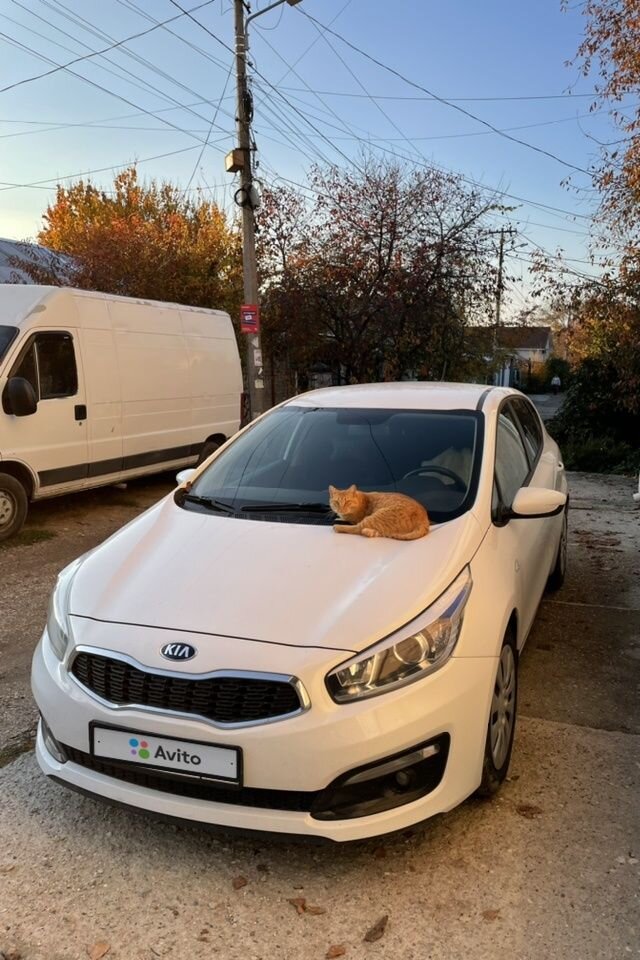 Kia Ceed: фото владельца
