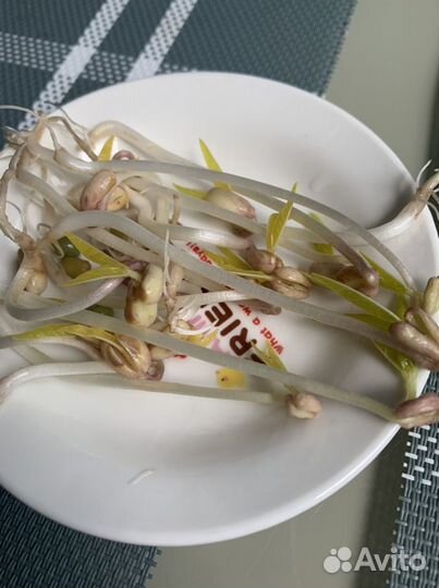 Проростки маша (бобы мунг)