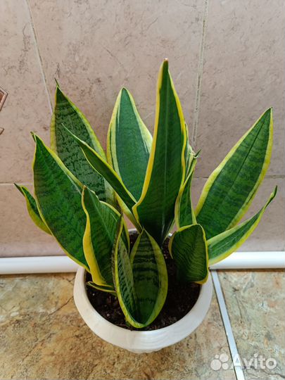 Сансевиерия