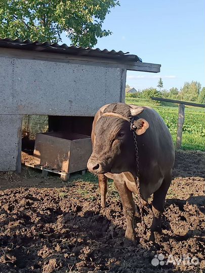 Бык на племя