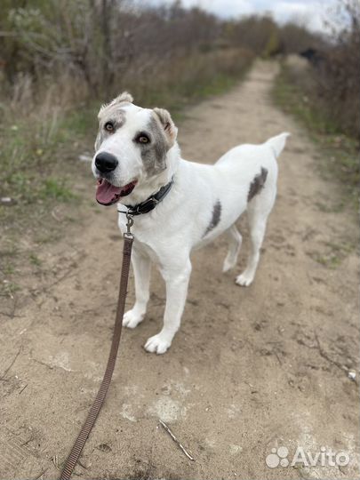 Чуть не лишился лапы после травмы