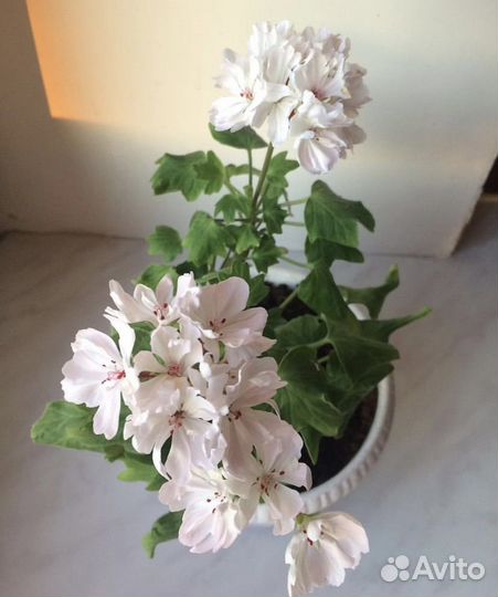 Сортовые пеларгонии