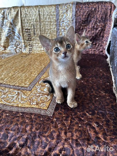 Абиссинская