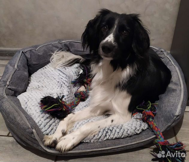 Новые лежанки для кошек и собак