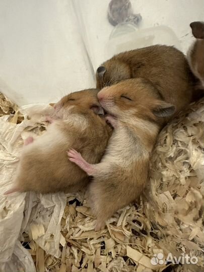 Сирийский хомяк