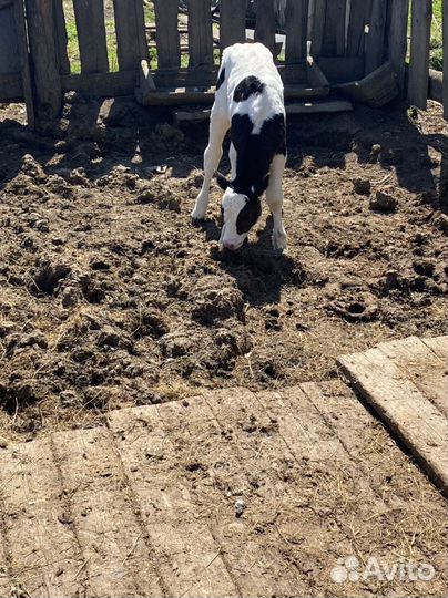 Телята телочки