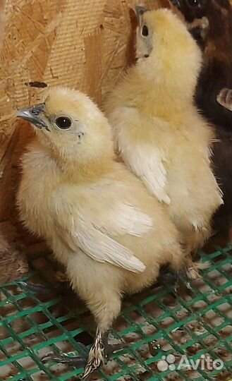 Аборигены кша Инкубационное Яйцо, Цыплята