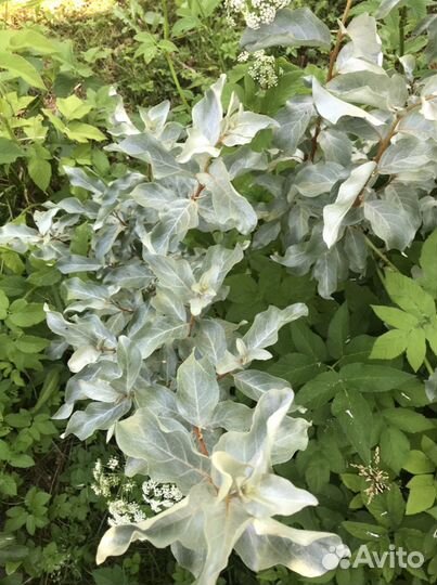 Лох серебристый