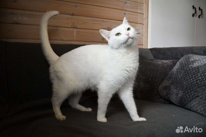 Котик Иней в дар