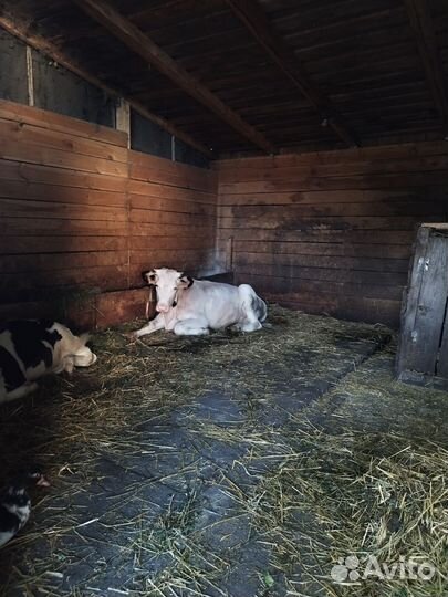 Корова телка 8 месяцев