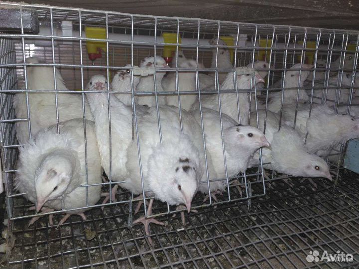 Перепела несушки