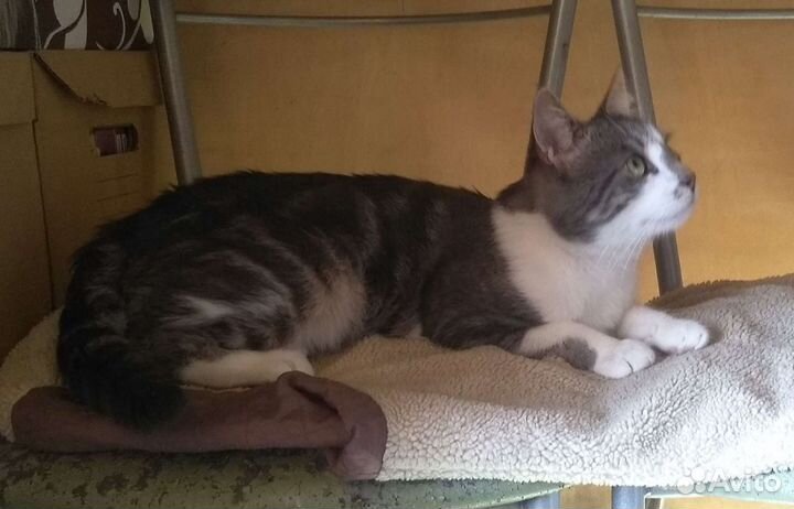 Кот в добрые руки (Облачко)