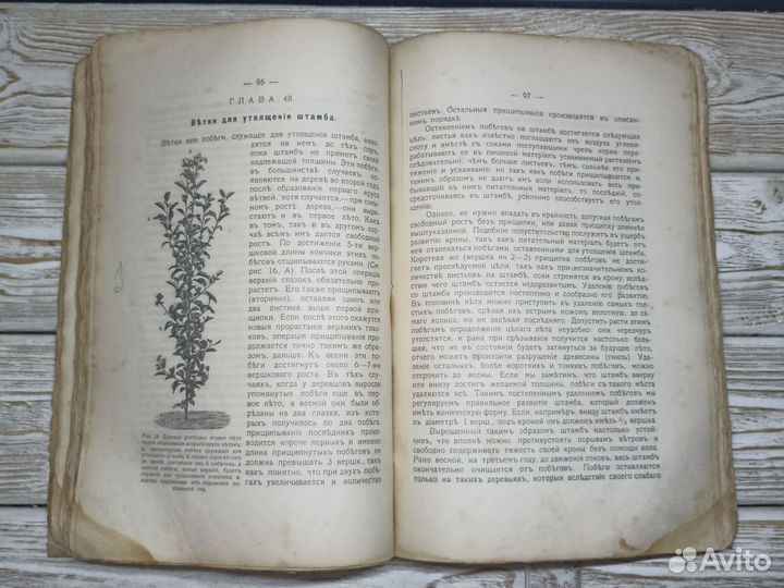 Старинная книга 1913г Практическое плодоводство