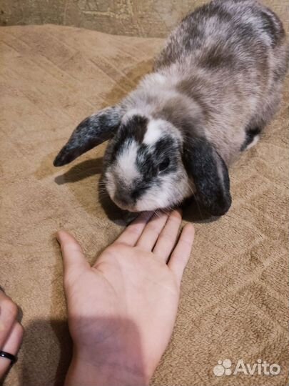 Кролики. В добрые руки
