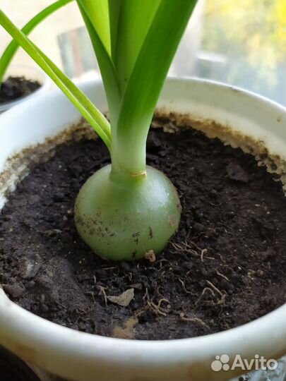 Индийский (китайский) лук