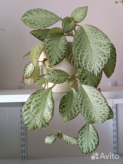 Эписция акварельная