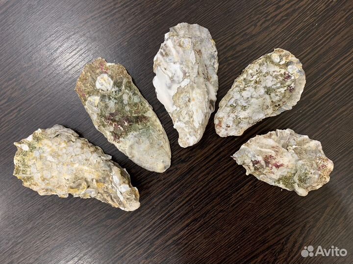 Морские ракушки раковины устриц