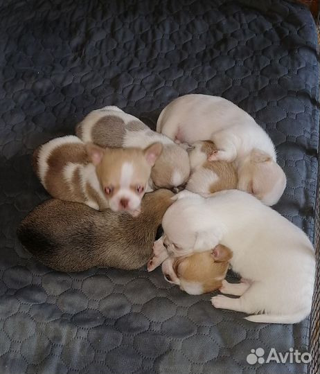 Красотульки