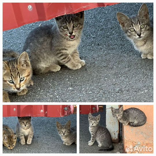 Котята в добрые,заботливые руки